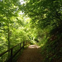 Waldweg zum Turm